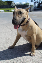 Cargar imagen en el visor de la galería, Collar Daisy