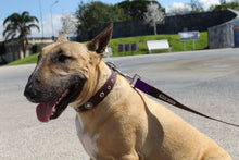 Cargar imagen en el visor de la galería, Correas Nylon