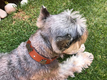 Cargar imagen en el visor de la galería, Collar Suiza