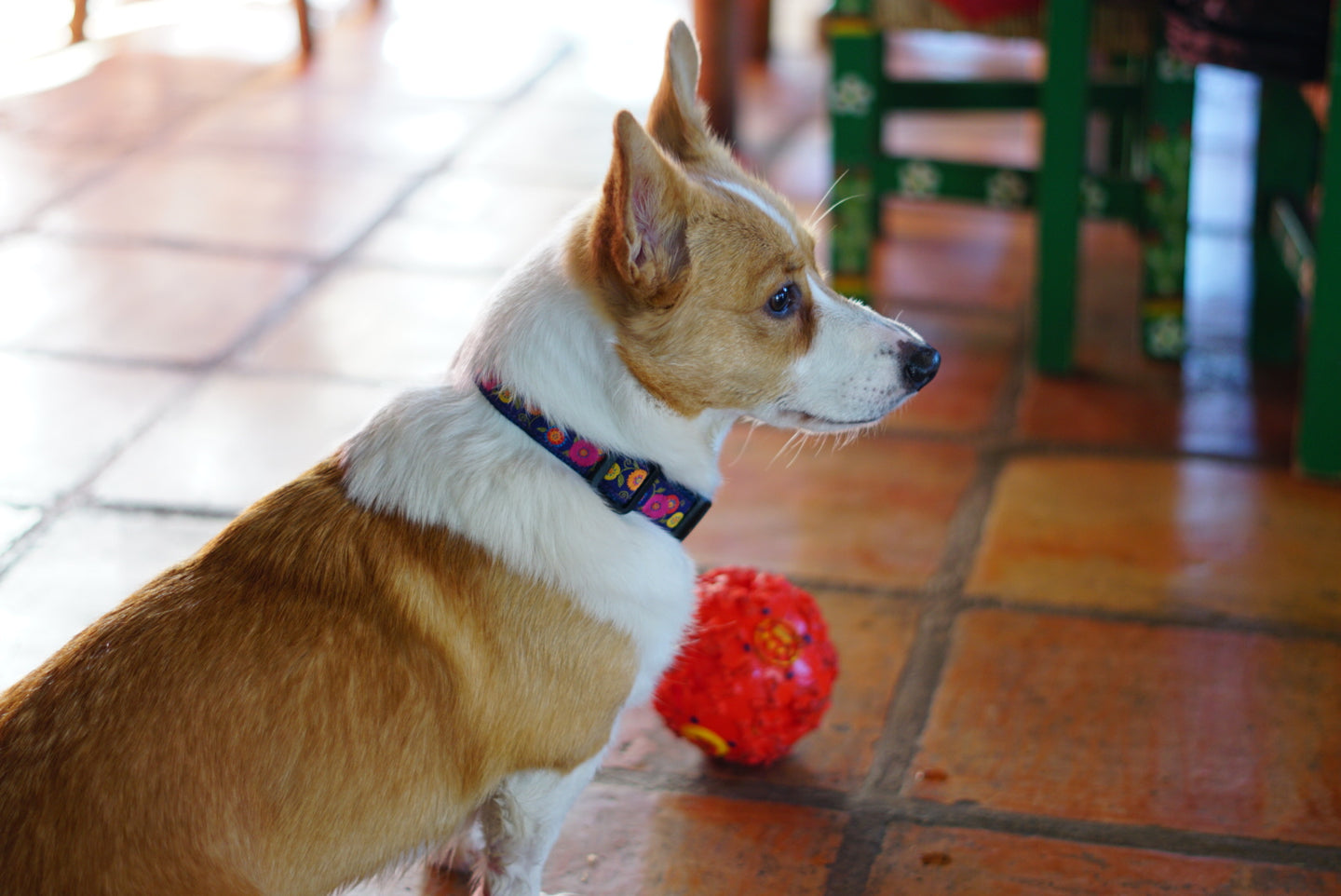 Collar Silvestre