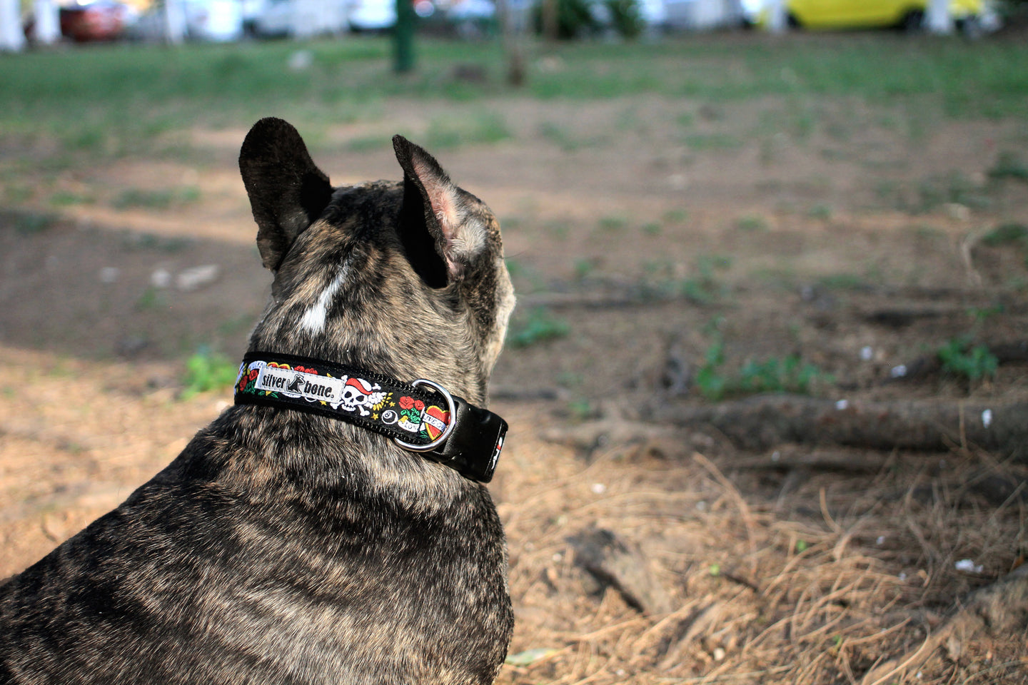 Collar Rockstar