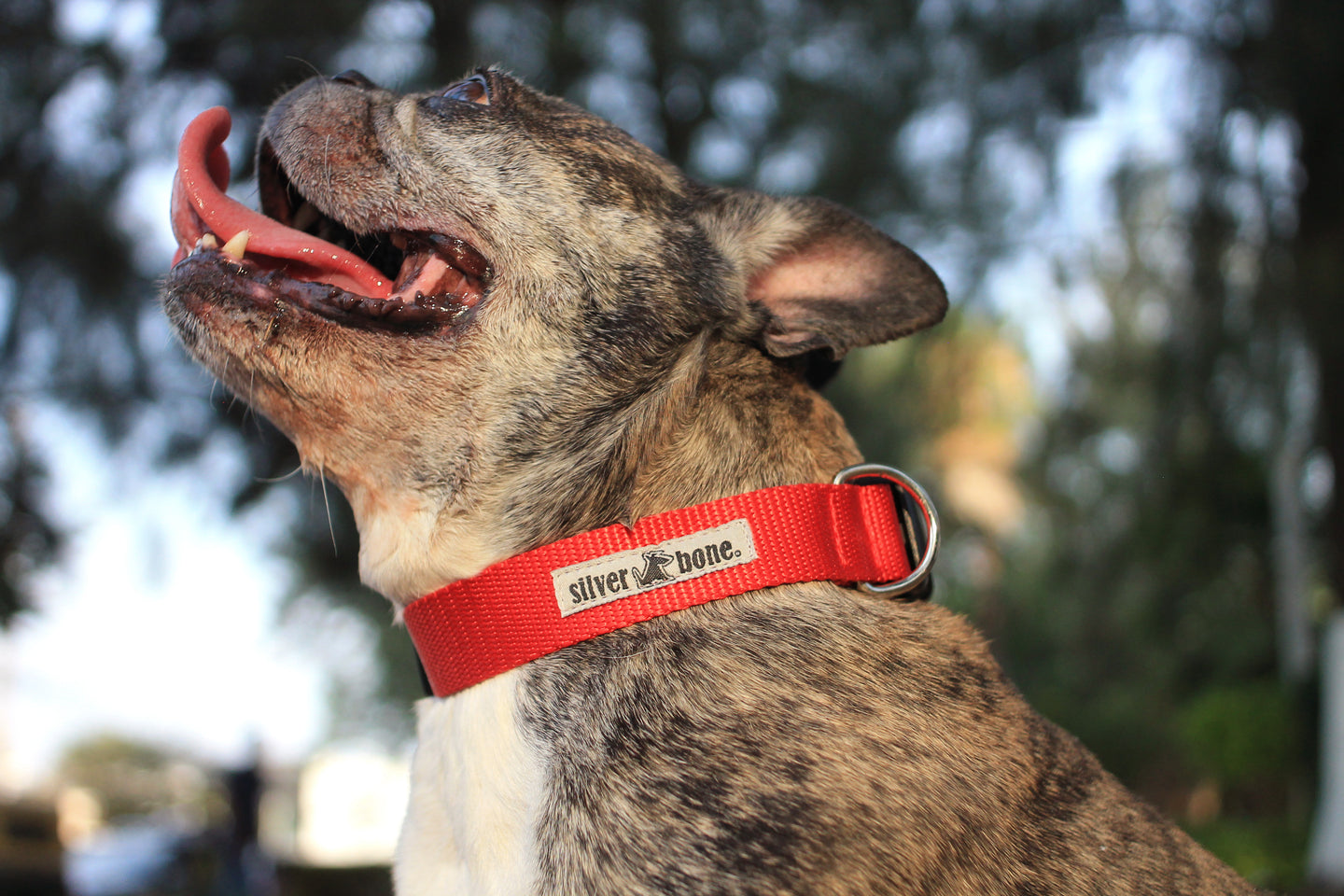 Collar Rojo Corazón